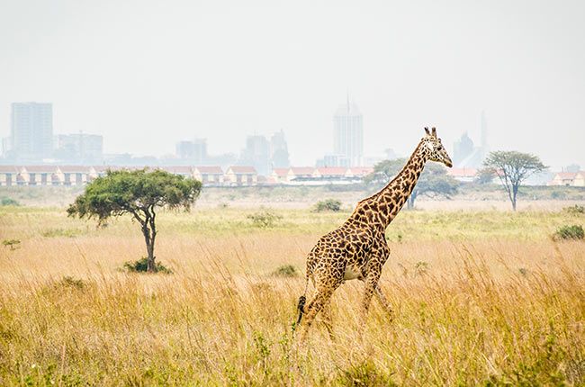 Nairobi giraffe