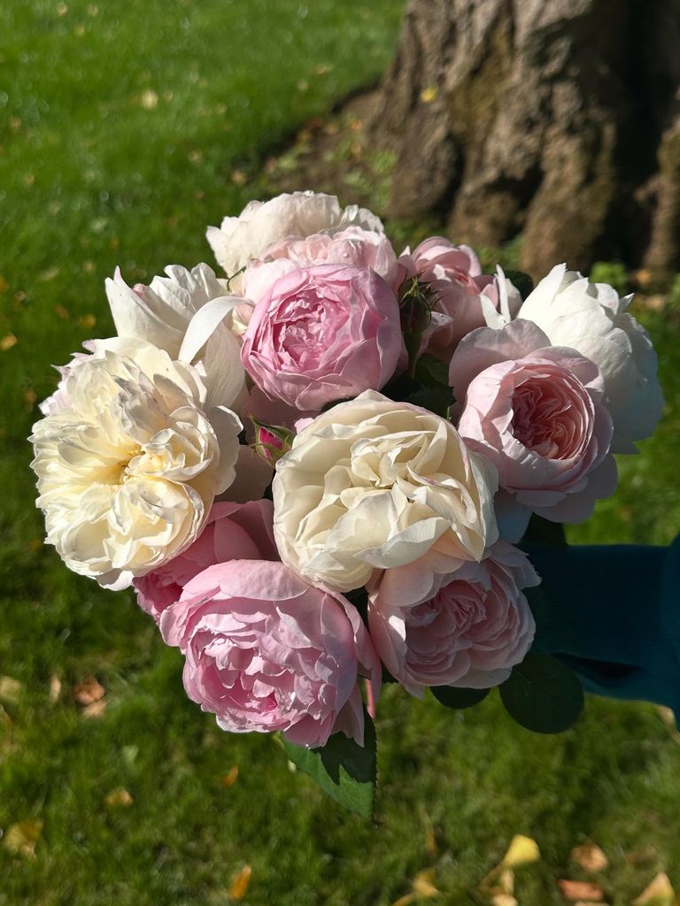 The flowers Earl Spencer laid on Diana's grave today