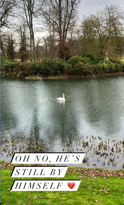 swan on oval lake