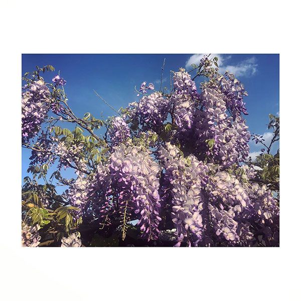 dermot oleary wisteria