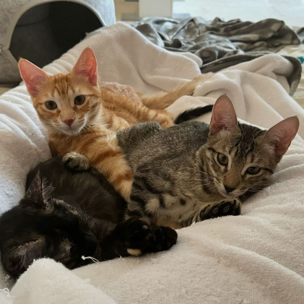 Three kittens lie on a bed cuddled together