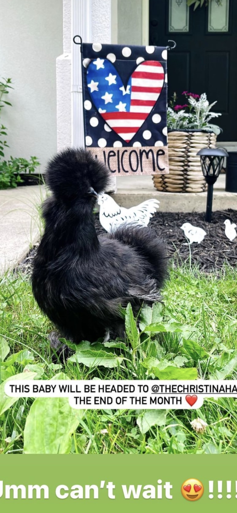 Christina Hall has a new addition to the family - a chicken 