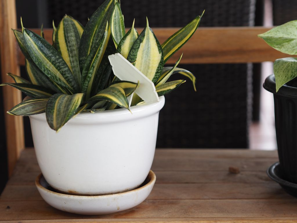 Snake plants are perfect indoor plants for busy folk