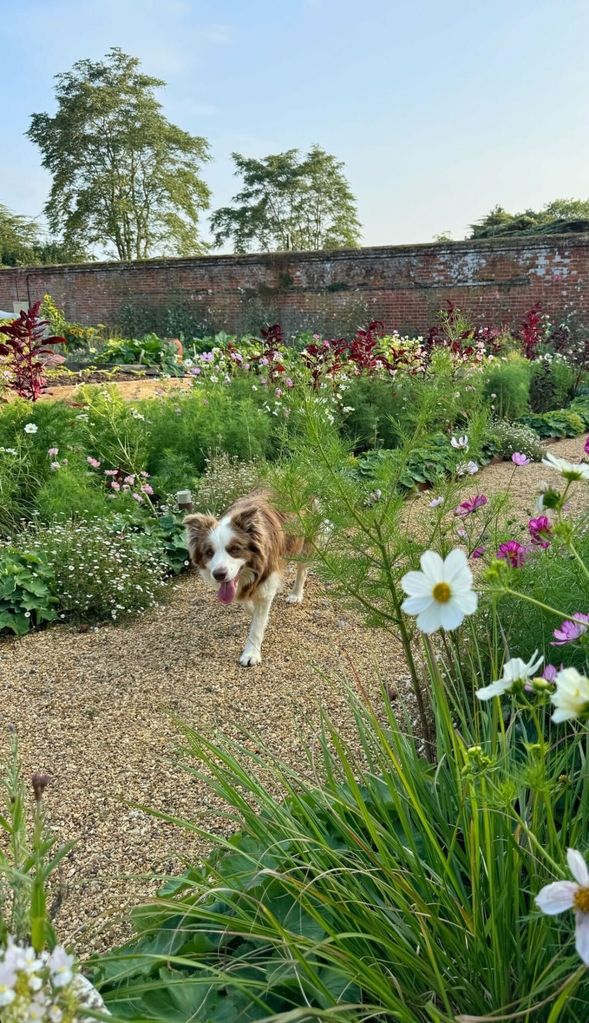 The Oliver's family dog Lily was also featured in the photos