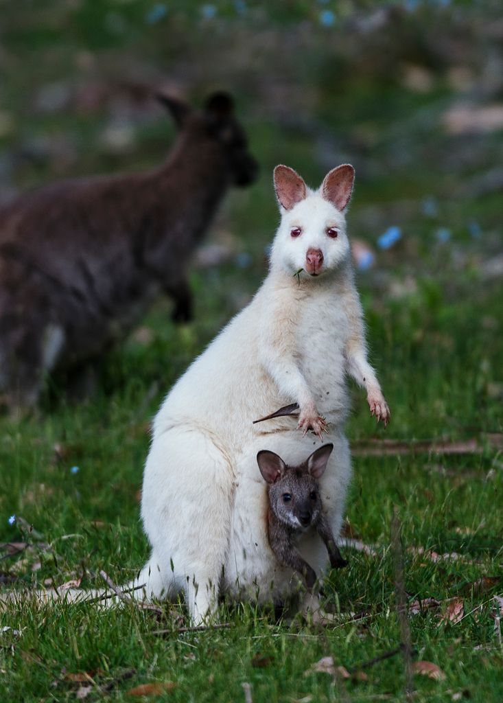Discover white wallabies on Bruny Island