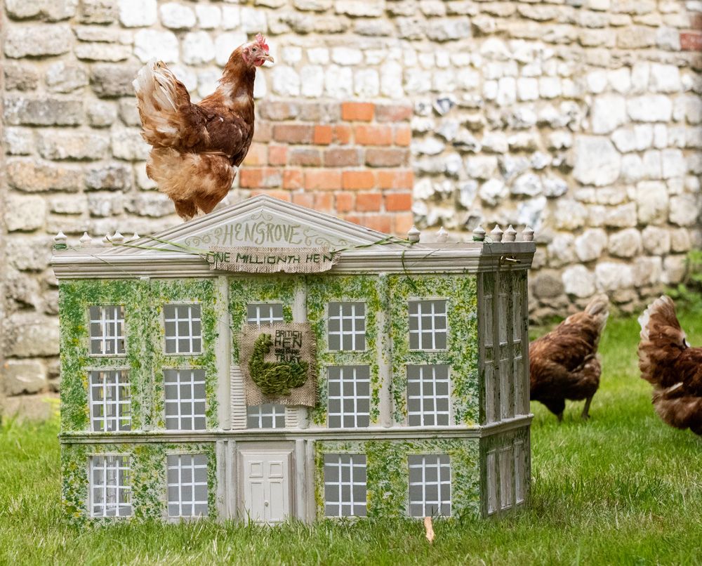 chicken standing on hen house