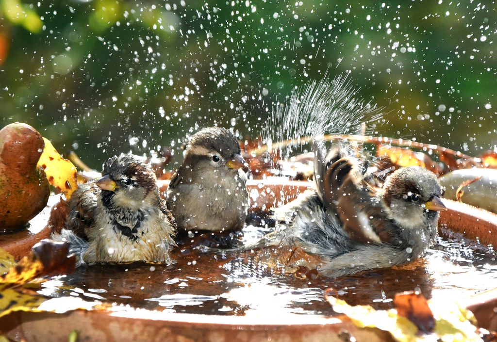 02 November 2022, Saxony, Leipzig: House sparrows, also known as sparrows, use a bird bath with their young to bathe together, despite the onset of cooler temperatures. House sparrows are very sociable and usually live together in groups.
On Thursday, there is cloud cover increasing from the west. Rain may fall in the west and far southwest toward evening. Towards the east, it will remain sunny and dry for longer. In the southeast, there will still be fog or high fog at times. Temperatures will range from 12 to 17 degrees. Photo: Waltraud Grubitzsch/dpa/ZB (Photo by Waltraud Grubitzsch/picture alliance via Getty Images)