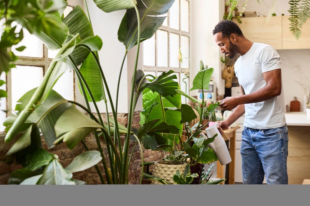Many beginners make the mistake of overwatering their plants