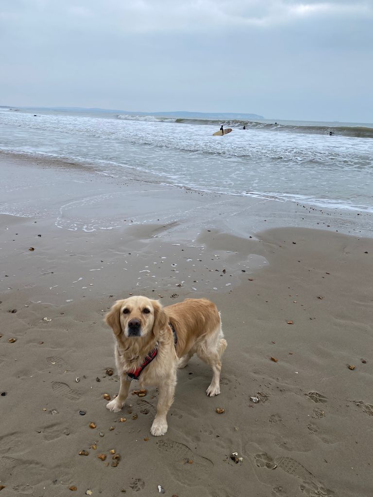 Golden retriever wearing a red harness at the beach on a cloudy day