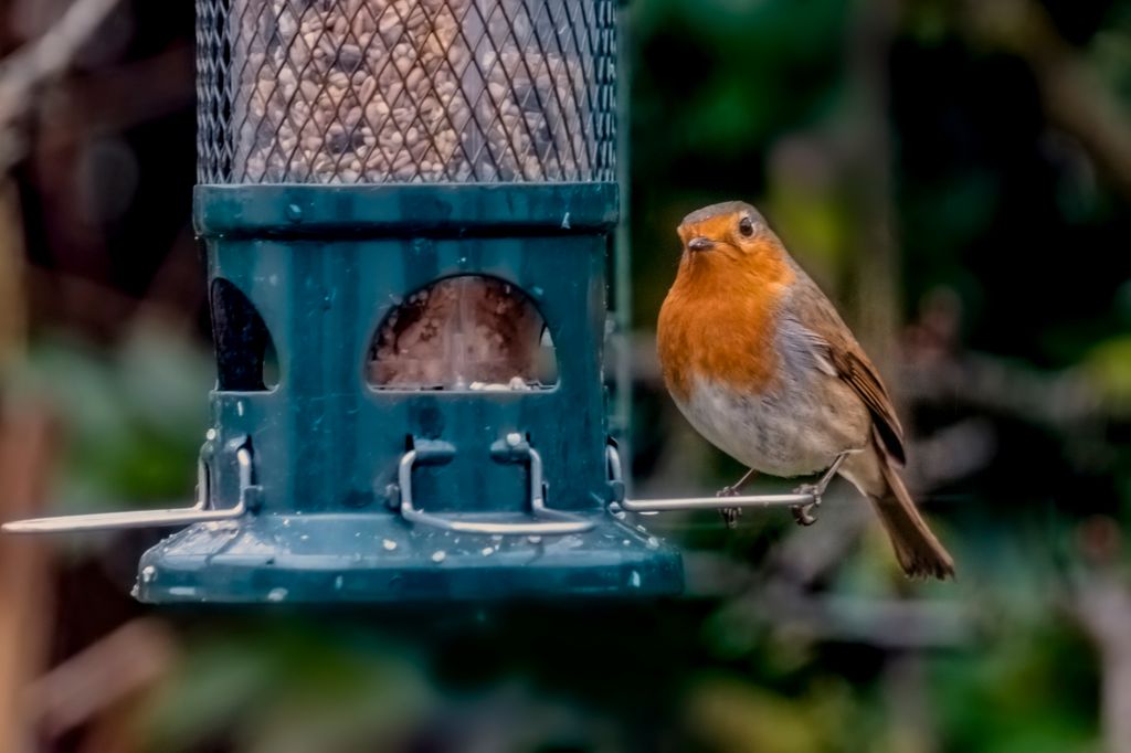 A robin at the birdfeeder in an English garden.