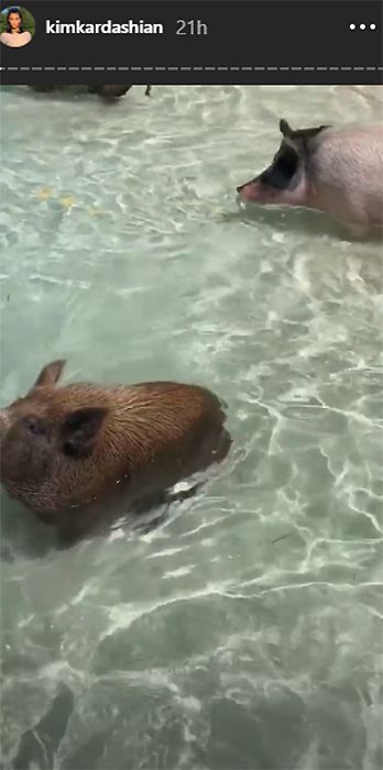 pigs in water