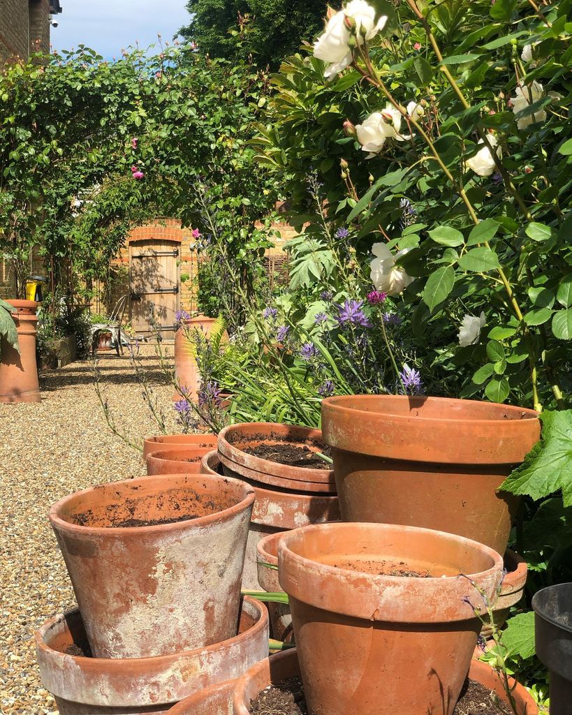 potted plants and rose arch in garden 