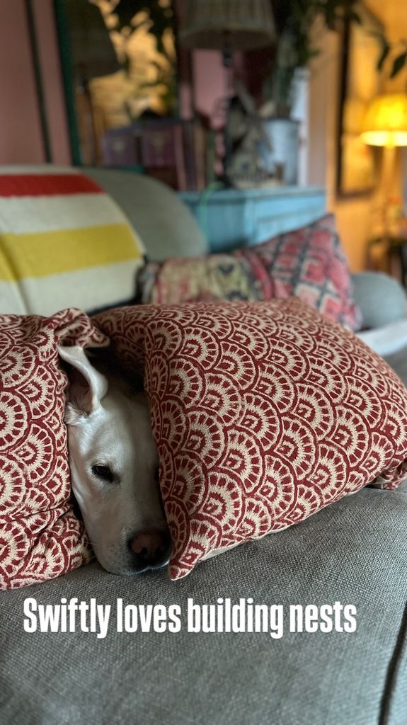 Ben Fogle's dog hiding under the cushions in his living room