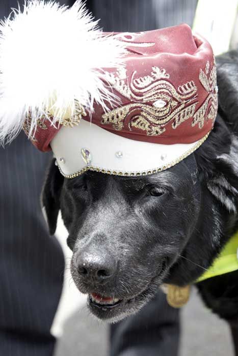 ascot dog turban