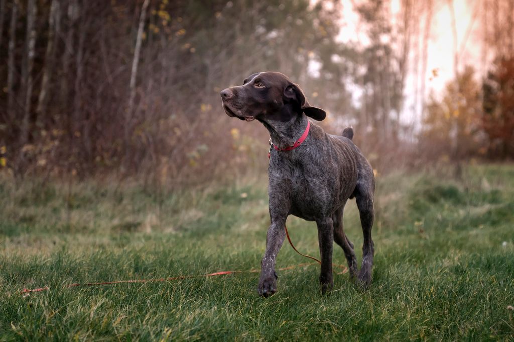 German Shorthaired Pointer during a walk. Dog in motion