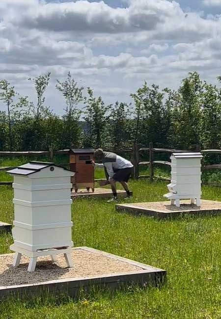 david beckham honey bees