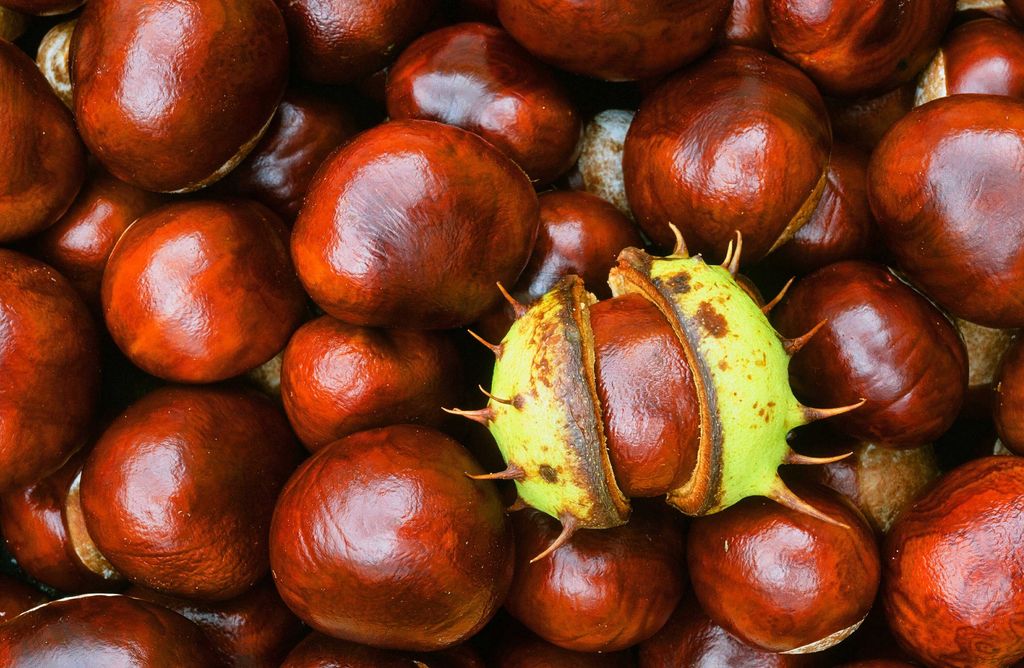 Horse Chestnuts stock photo