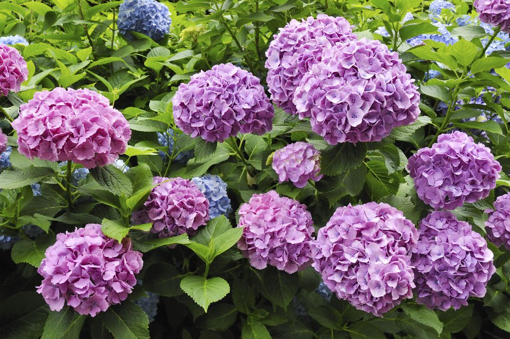 Hydrangeas are a large and pretty bloom