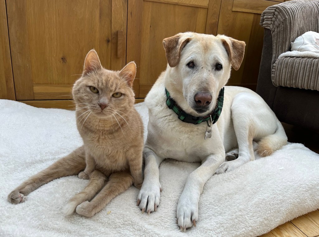 cat and dog on cream cushion