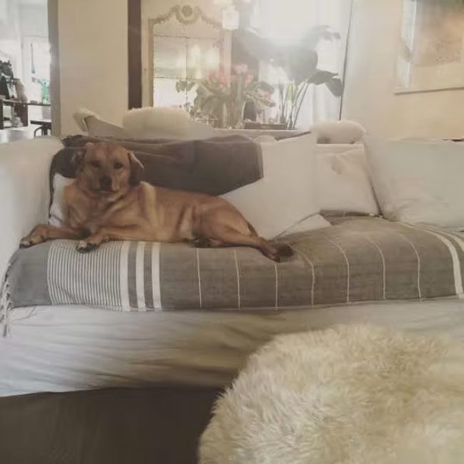 meghan markle dog on sofa