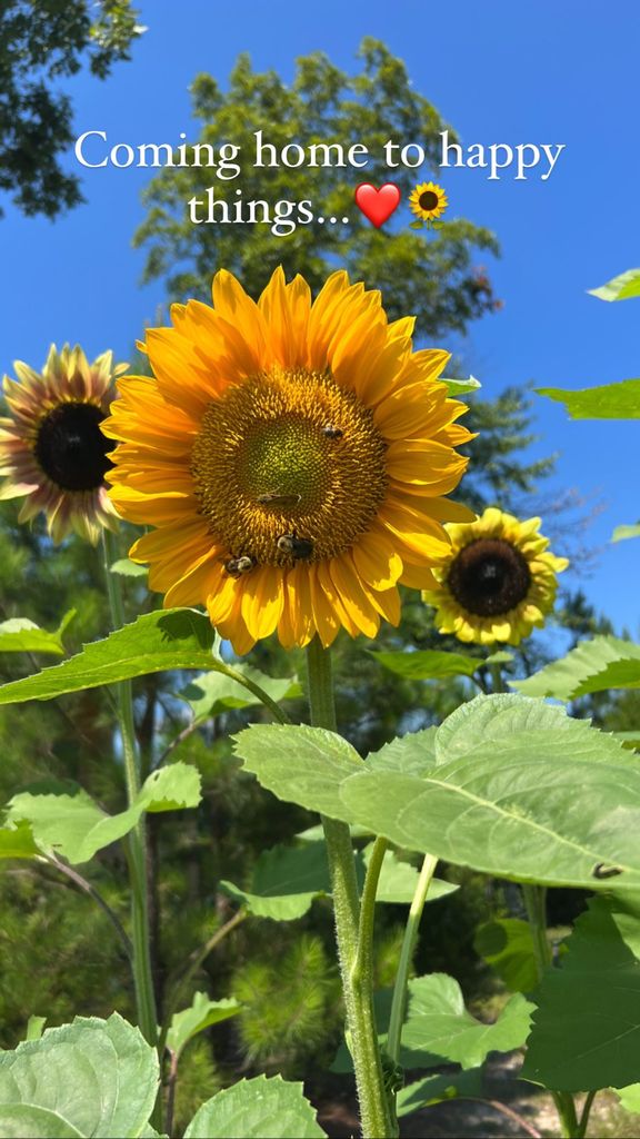 carrie underwood garden sunflowers