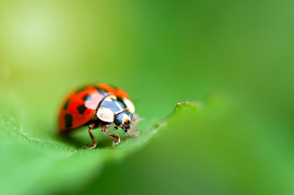Close-up image of Harmonia axyridis, most commonly known as the harlequin, multicolored Asian, or simply Asian ladybeetle resting on a green leaf