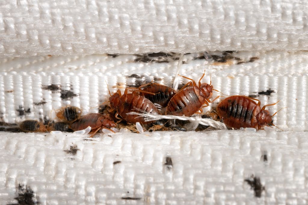 Bed bugs burrow into upholstery