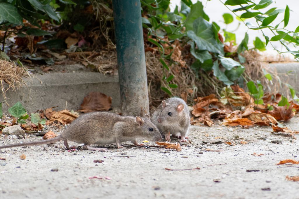 Two wild rats - Rattus norvegicus - on the ground next to a trash in a public park outdoor