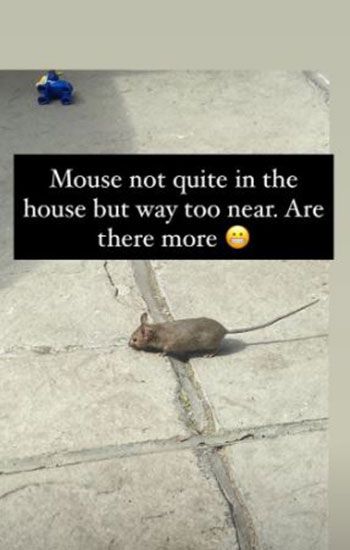 alex jones mouse
