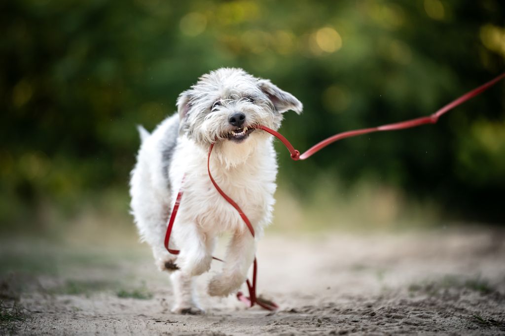 An Irish Glen of Imaal Terrier gets his teeth caught on a dog leash while out for a walk. Outdoor photo