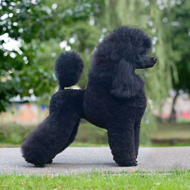 black poodle
