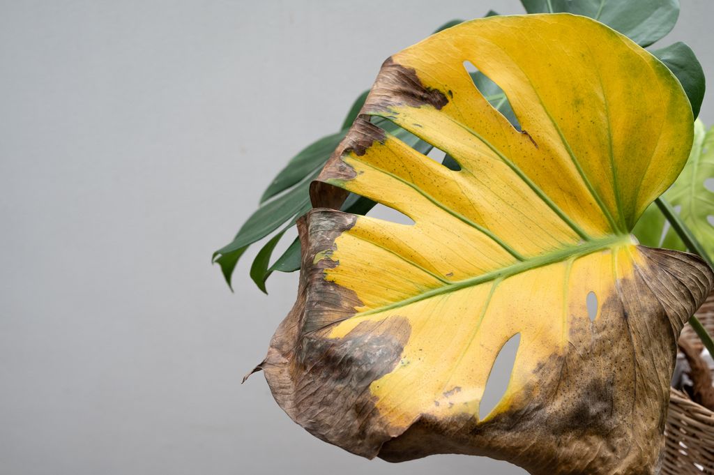 Monstera plant having leaf blight disease.