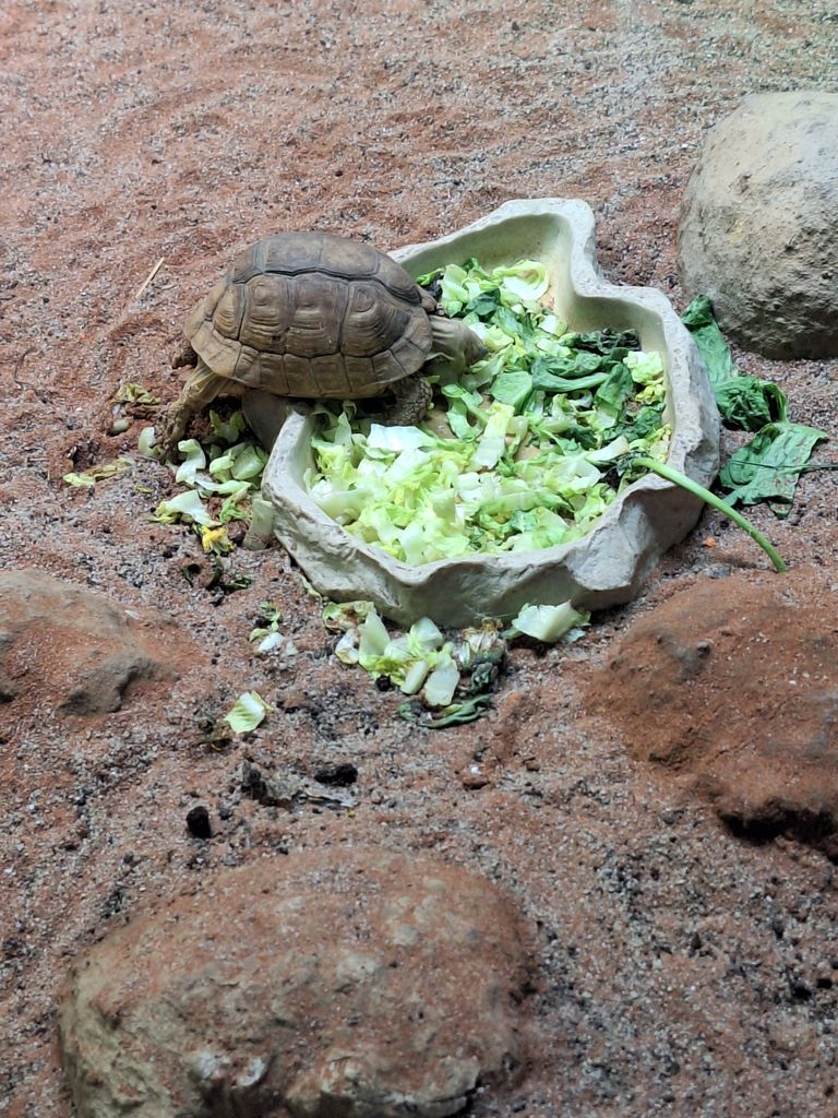 A small turtle eating lettuce