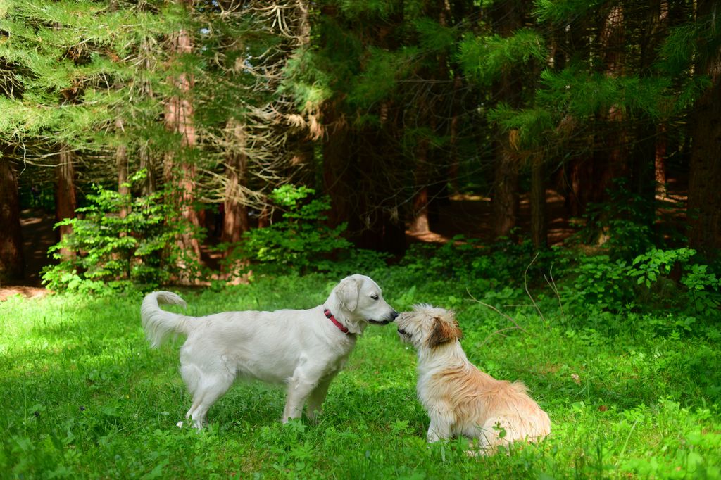 Golden Retriever and another dog outdoors, Osogovo Mountains, Western Bulgaria.