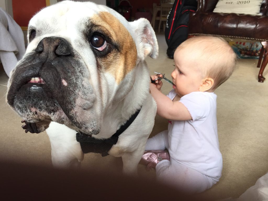 Baby touching a dog