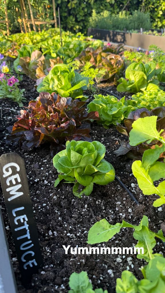 Tom Brady's gem lettuce