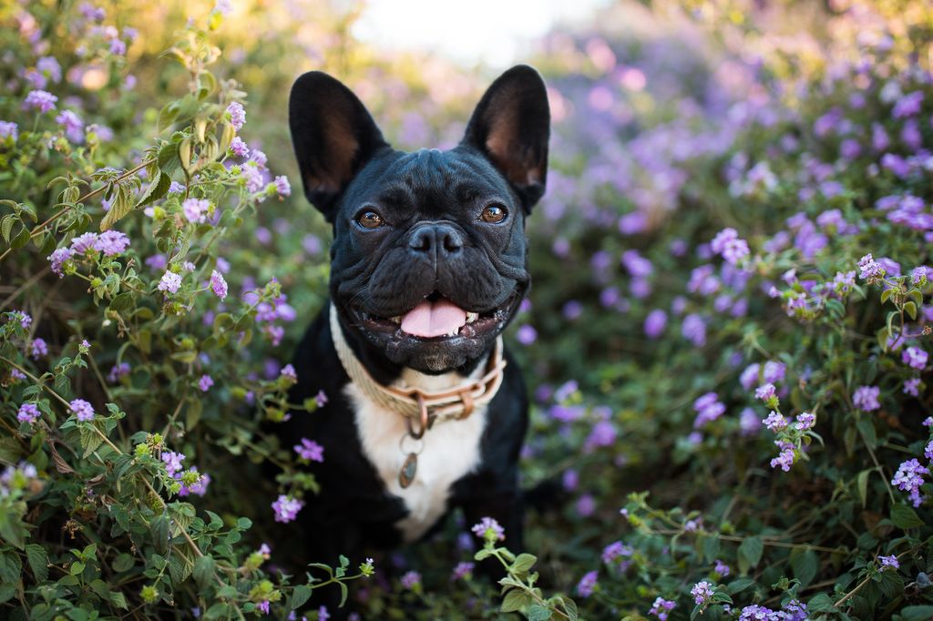 A French Bulldog stands in flowers outdoors and looks happily at the camera.