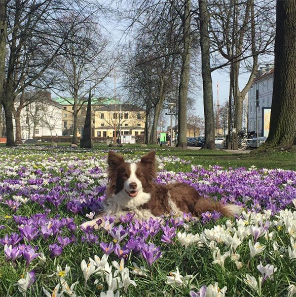princess mary denmark instagram dog