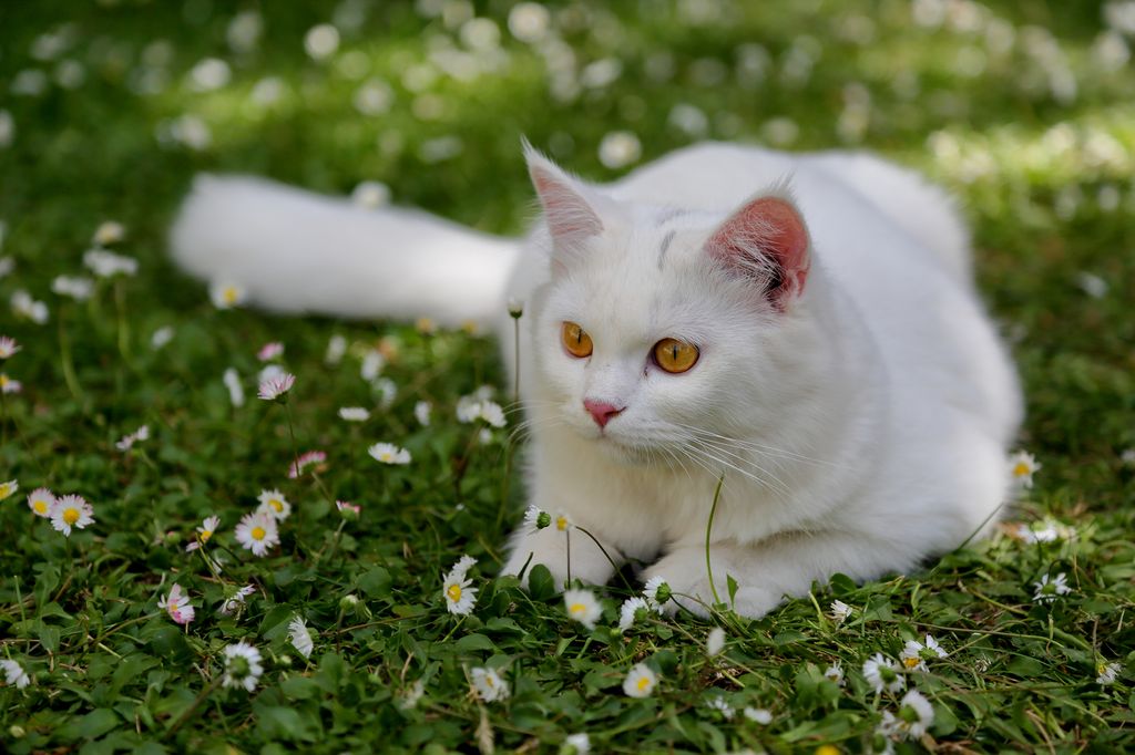 turkish angora cat