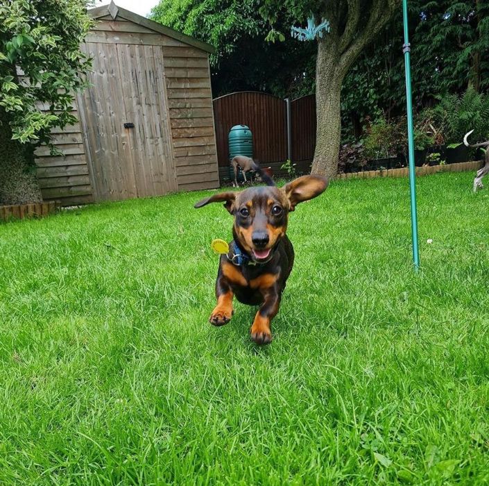 ellie warners dog running in garden
