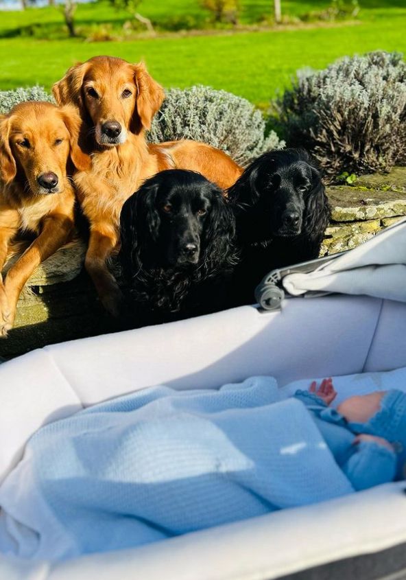 Four dogs watching over a baby in a pram