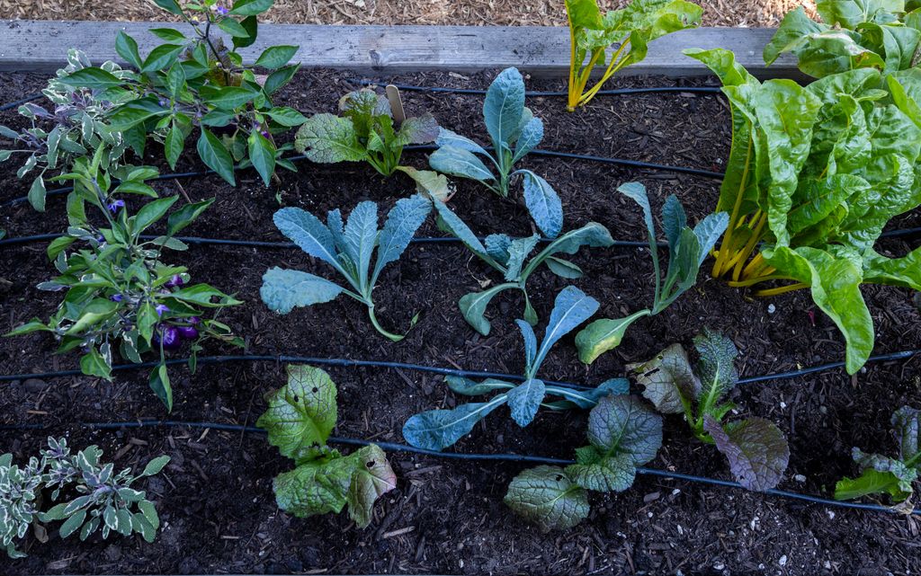 Culver City, CA - September 09:  Leafy greens grow with the help of an automated drip irrigation system in a raised bed garden in Angel Black's backyard on Monday, Sept. 9, 2024 in Culver City, CA. (Photo Brian van der Brug/Los Angeles Times via Getty Images)