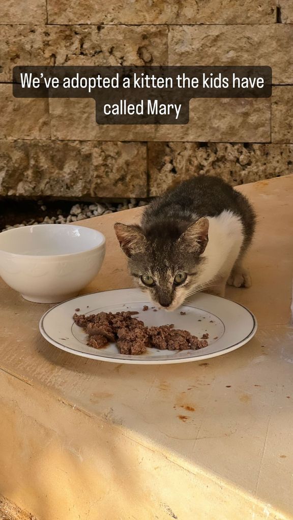 kitten eating food off plate 