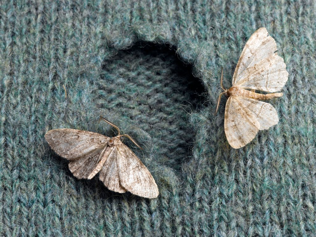 Moths on Wool Sweater