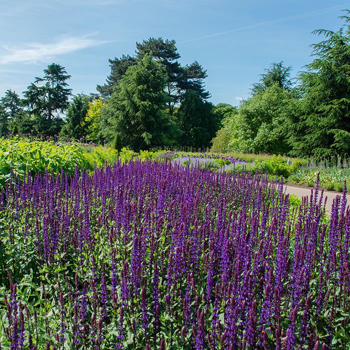 Kew Gardens Lavender