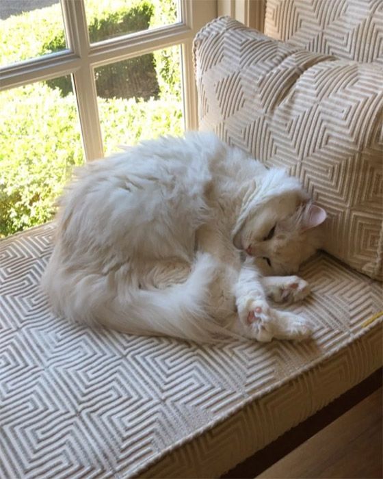 Inside Being The Ricardos star Nicole Kidman's swanky $3.47m mansion