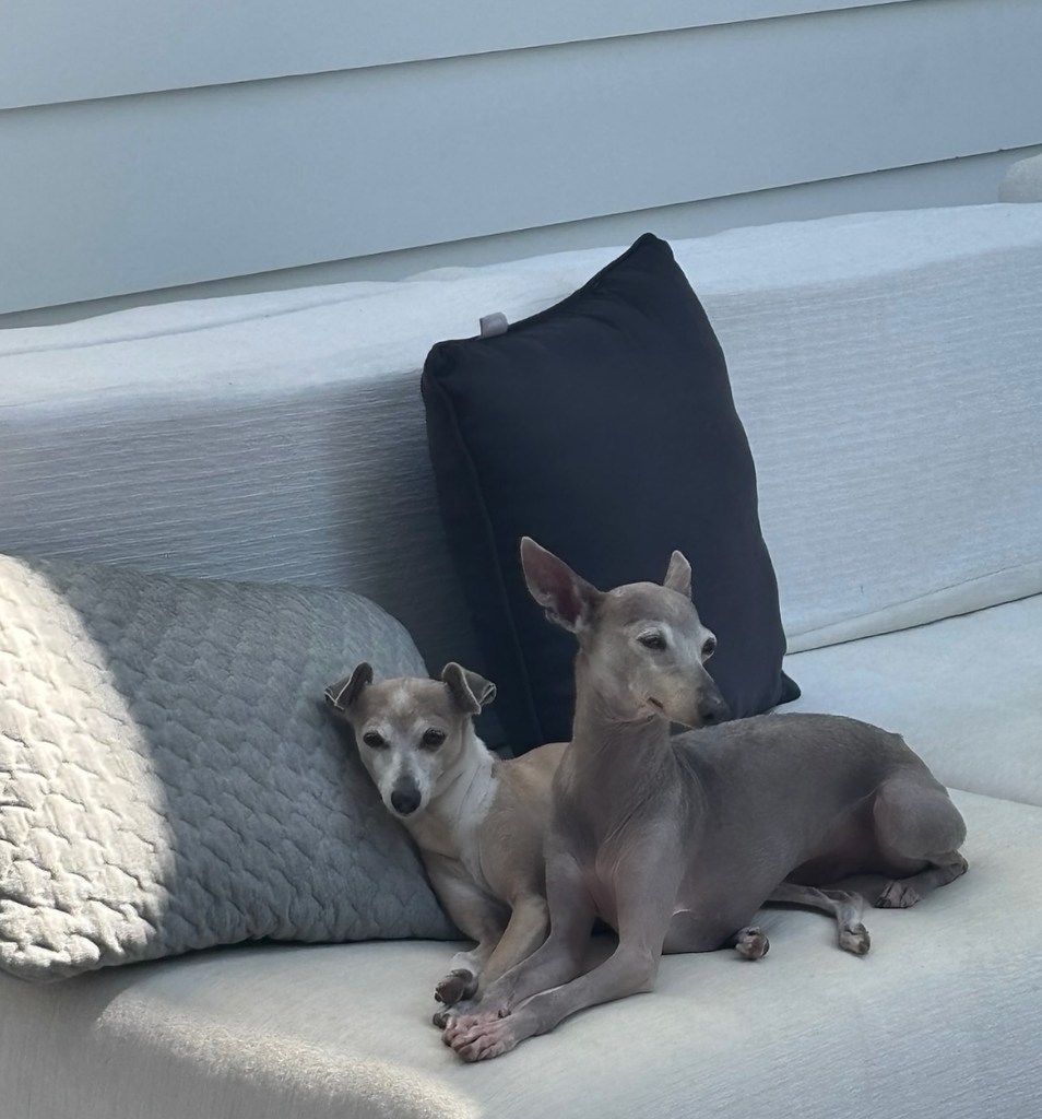 Photo shared by Kylie Jenner announcing her dog Norman's death, featuring her other dog Bambi