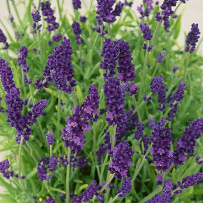 lavender hardy intermedia yougarden