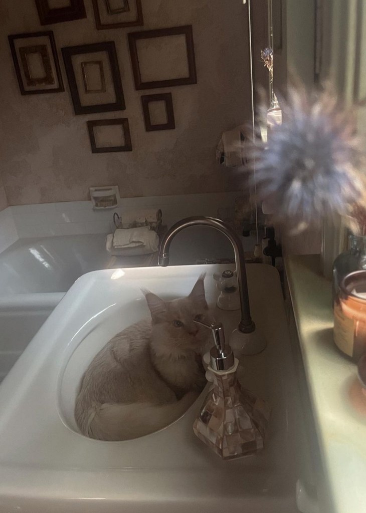 Photo shared by Paris Jackson on Instagram August 2024 of her cat Kavi in the bathroom of her Hollywood Hills home