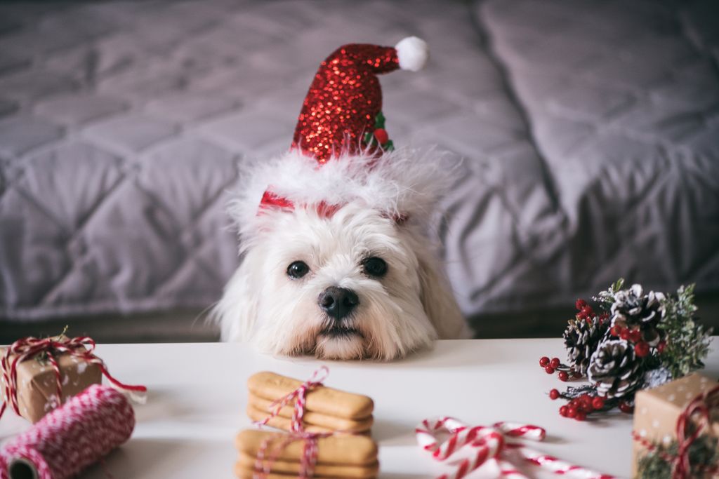 Be wary of rawhide treats